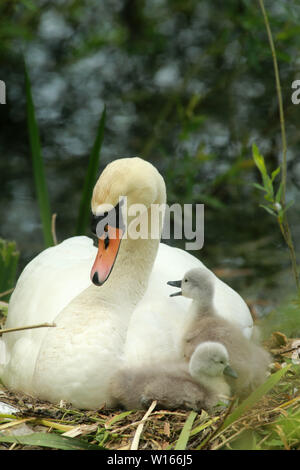 Swan with two of her six Cygnets at Oxford Island near Lurgan, County Armagh, Wednesday, June 19th, 2019. (Photo by Paul McErlane) Stock Photo