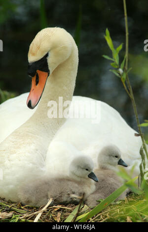 Swan with two of her six Cygnets at Oxford Island near Lurgan, County Armagh, Wednesday, June 19th, 2019. (Photo by Paul McErlane) Stock Photo