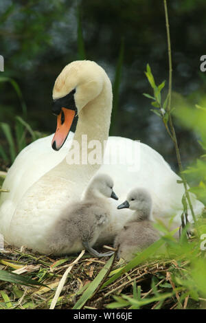 Swan with two of her six Cygnets at Oxford Island near Lurgan, County Armagh, Wednesday, June 19th, 2019. (Photo by Paul McErlane) Stock Photo