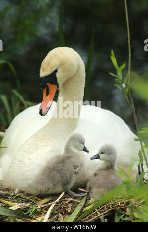 Swan with two of her six Cygnets at Oxford Island near Lurgan, County Armagh, Wednesday, June 19th, 2019. (Photo by Paul McErlane) Stock Photo