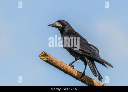 Rook, Corvus frugilegus, corvidae Stock Photo