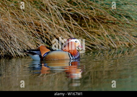 The mandarin duck is a perching duck species native to East Asia. It is medium-sized dabbling duck. Stock Photo