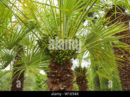 Chamaerops humilis, mediterranean fan palm, palm tree with green round small fruits, with fan-shaped leaves and thick trunks Stock Photo