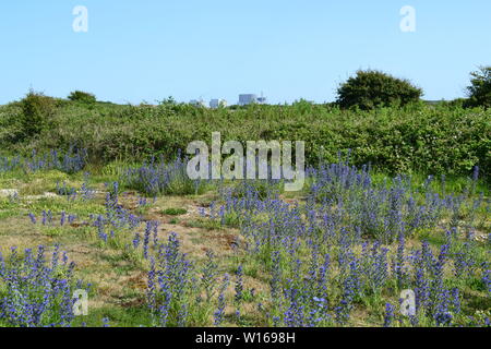 Old and New lighthouses at Dungeness, Kent, late June on a beautiful summer's day with wildflower vipers bugloss in full bloom. Stock Photo