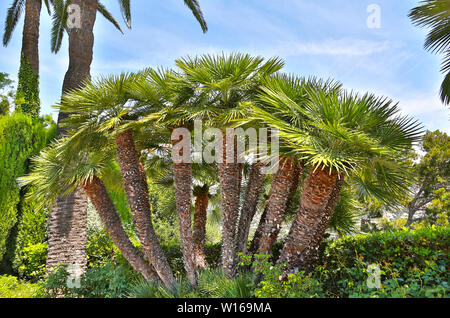 Chamaerops humilis, mediterranean fan palm, palm tree with green round small fruits, with fan-shaped leaves and thick trunks Stock Photo