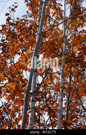 White birch trees full of red and orange leaves in autumn Stock Photo