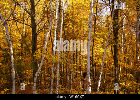 White birch tree trunks against a background of trees with yellow leaves in the woods during autumn Stock Photo