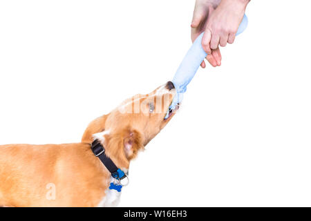 A cute red and white mixed breed puppy playing a game of tug with its owner Stock Photo