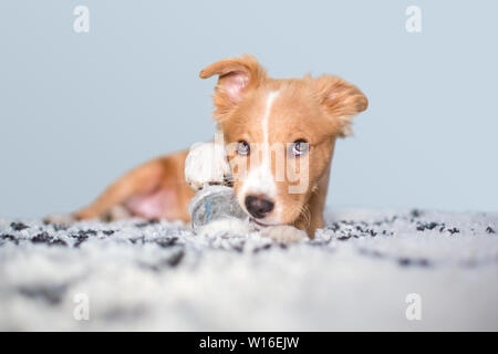 A cute red and white mixed breed puppy with a mischievous expression, lying on a rug with a ball Stock Photo