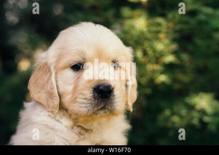 Golden Retriever puppy closeup outside portrait, one month old. Stock Photo