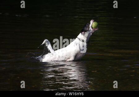 Jack Russell jumping in river Stock Photo