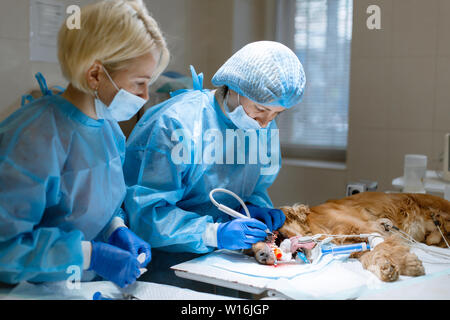 woman veterinarian dentist doing procedure of professional teeth cleaning dog in a veterinary clinic. Anesthetized dog with sensor on tongue. Pet heal Stock Photo