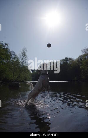 Jack Russell jumping in river Stock Photo