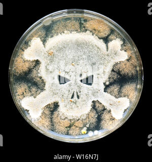 Petri dish growing bacteria in the shape of a skull and crossbones Stock Photo