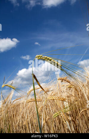 cornfield close up Barley (Hordeum vulgare) Stock Photo