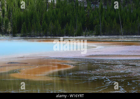 Colorful brown and blue hot spring thermal feature with green forest in background. Grand Prismatic, Yellowstone National Park. Stock Photo