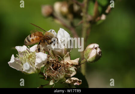 A pretty Honey Bee, Apis mellifera, nectaring on a  blackberry flower. Stock Photo