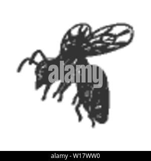 Flying Honey Bee Insect Gathering Nectar Vector Stock Vector