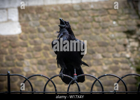 Black crow standing on a fence using its grapples while croaking with old bricks background Stock Photo