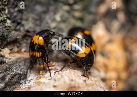 Male and female Darkling beetles (Diaperis boleti, Tenebrionidae) on a tree with fungus Stock Photo