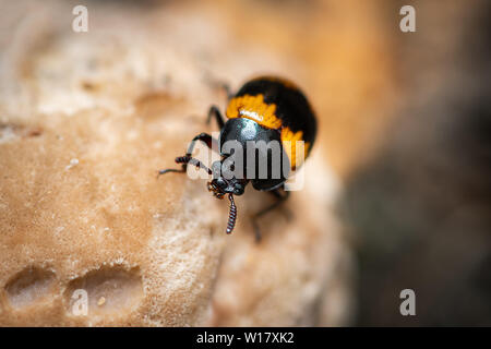 A Darkling beetle (Diaperis boleti, Tenebrionidae) on a tree with fungus Stock Photo