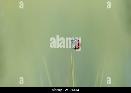 A ladybird (Coccinella septempunctata) sitting on a cornstalk in a field Stock Photo