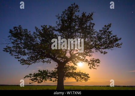 Old oak tree in the night sky with the moon Stock Photo - Alamy
