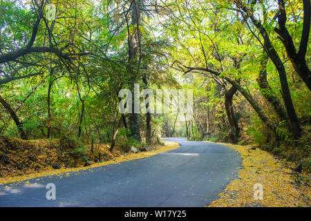 A beautiful wide road passing through the forest with autumn colours in Kashmir Stock Photo