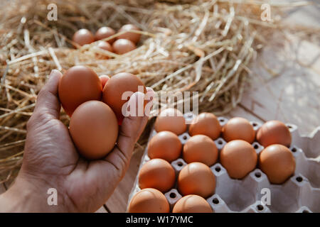The hand is holding the egg in the hand collected from the farm. Stock Photo