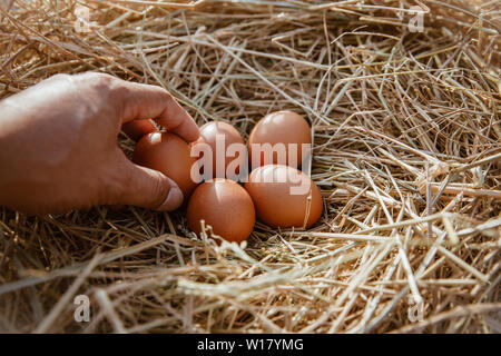 The hand is holding the egg in the hand collected from the farm. Stock Photo