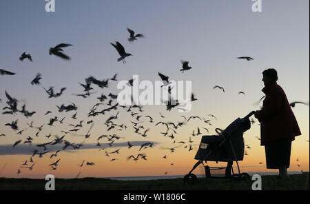 Birds of Melbourne. Silhouette of an old lady feeding seagulls at dusk on the beach in Melbourne. Stock Photo