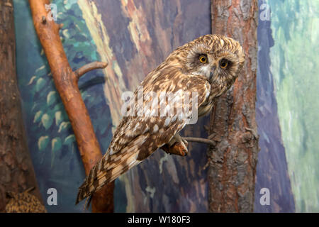 Moscow Region, Russia - March 25, 2019: Scarecrow owl. Eskponat in the exposition of the museum Prioksko-Terrasnogo reserve. The territory of wildlife Stock Photo