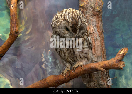 Moscow Region, Russia - March 25, 2019: Scarecrow owl. Eskponat in the exposition of the museum Prioksko-Terrasnogo reserve. The territory of wildlife Stock Photo