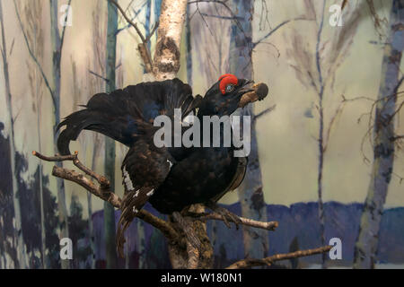 Moscow Region, Russia - March 25, 2019: Scarecrow capercaillie. Eskponat in the exposition of the museum Prioksko-Terrasnogo reserve. The territory of Stock Photo