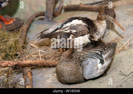 Moscow Region, Russia - March 25, 2019: Scarecrow birds. Eskponat in the exposition of the museum Prioksko-Terrasnogo reserve. The territory of wildli Stock Photo