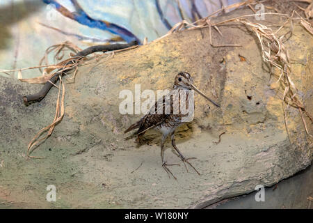 Moscow Region, Russia - March 25, 2019: Scarecrow birds. Eskponat in the exposition of the museum Prioksko-Terrasnogo reserve. The territory of wildli Stock Photo