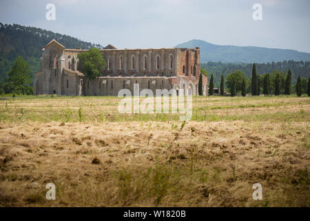 Distant landscape view of san galgano abbey in the yellow summer fields with a row of cypresses on the right. Chiusdino, Tuscany, Italy. Stock Photo