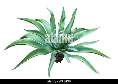 Agave plant isolated on white background. Stock Photo