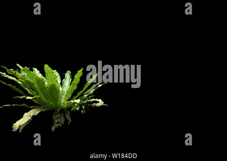 Tropical leaves foliage plant jungle bush floral arrangement nature backdrop isolated on black background Stock Photo