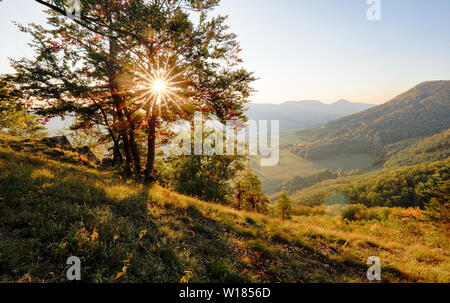 Pine forest. Spring. Sunset. Stock Photo