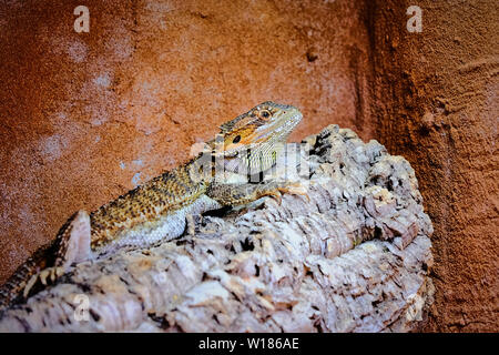 female bearded dragon sitting on a wooden big branch in its terrarium Stock Photo