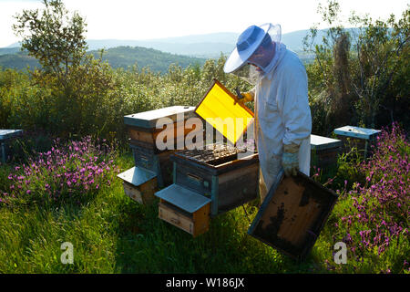 Beekeeping or apiculture, Garciaz, Las Villuercas, Caceres, Extremadura, Spain, Europe Stock Photo