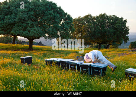 Beekeeping or apiculture, Garciaz, Las Villuercas, Caceres, Extremadura, Spain, Europe Stock Photo