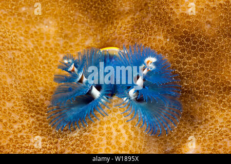 Blue Christmas-Tree-Worm, Spirobranchus giganteus, Tufi, Solomon Sea, Papua New Guinea Stock Photo