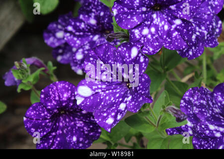 Close up image of the unique purple spotted flowers of Petunia Night Sky, in a natural outdoor setting. Stock Photo