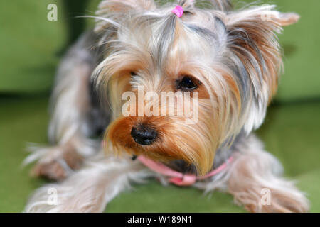 Puppy of the Yorkshire Terrier, the dog is lying on a green sofa, a large puppy portrait, vertical format, a puppy of 8 months. Pink harness, wool ban Stock Photo