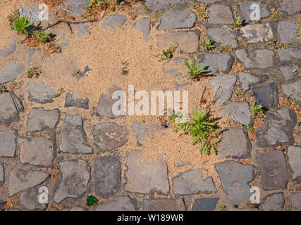 Ant nest on a walkway in Berlin Stock Photo