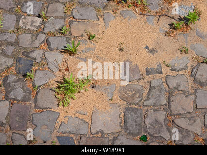 Ant nest on a walkway in Berlin Stock Photo
