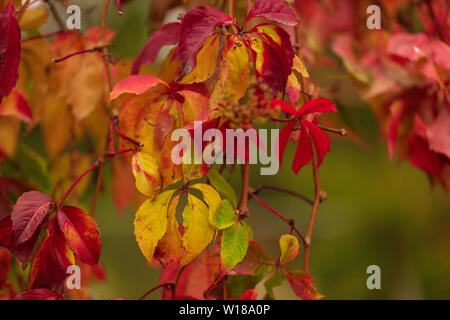 Autumn colors. Early leaves of ornamental grapes. Selective focus. Blur ...