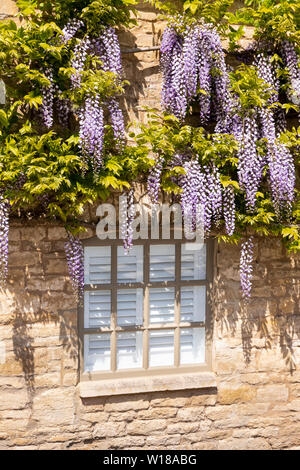 Maytime in the Cotswolds - Wisteria flowering over a cottage window in the village of Farmington, Gloucestershire UK Stock Photo